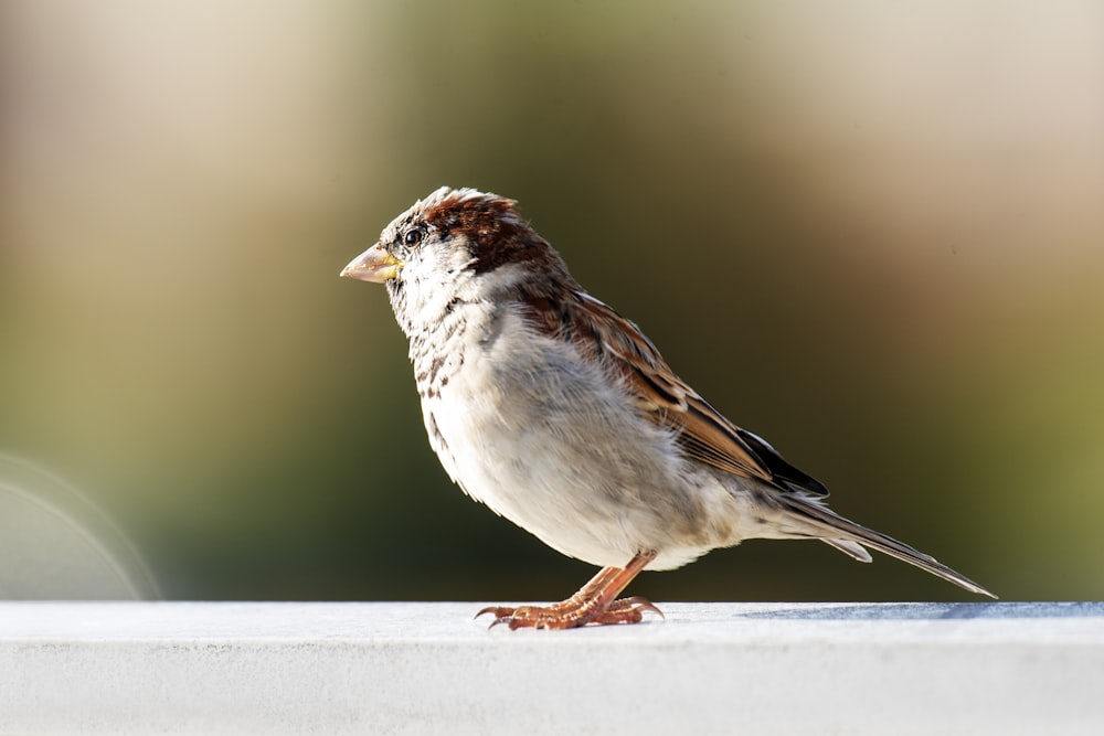 a brown and white bird standing on a ledge