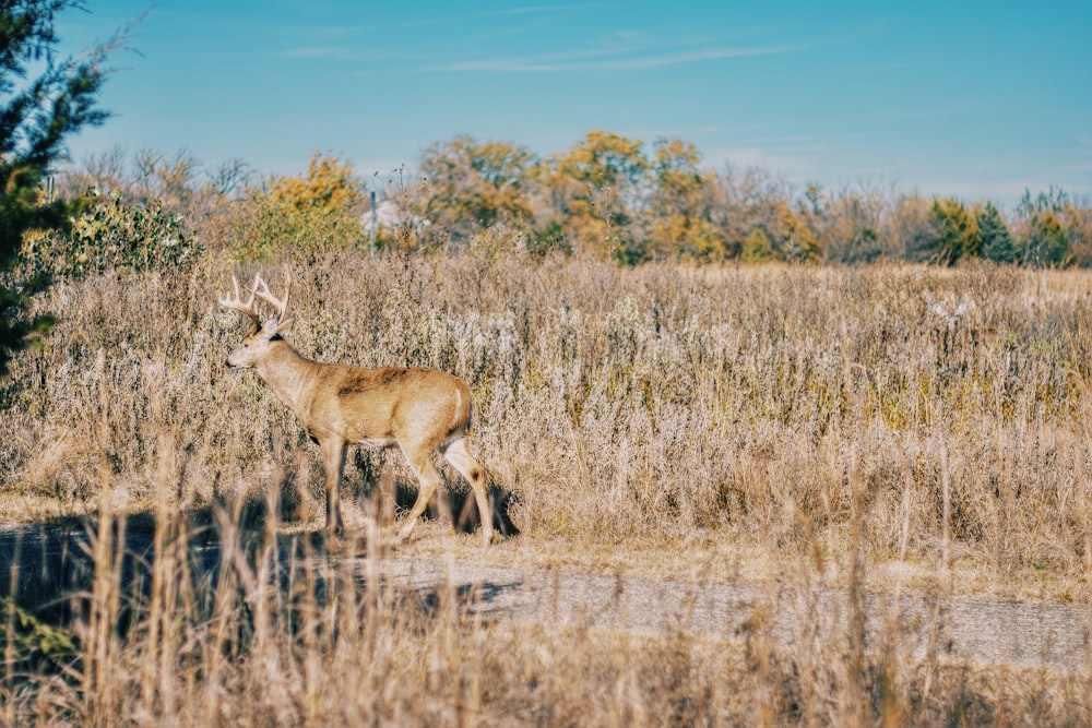 a deer that is standing in the grass