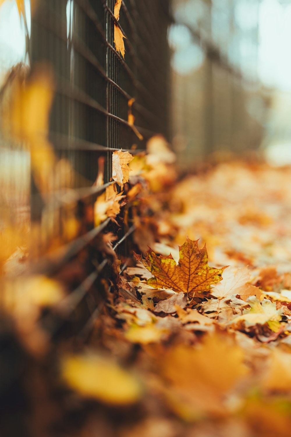 a leaf laying on the ground next to a fence