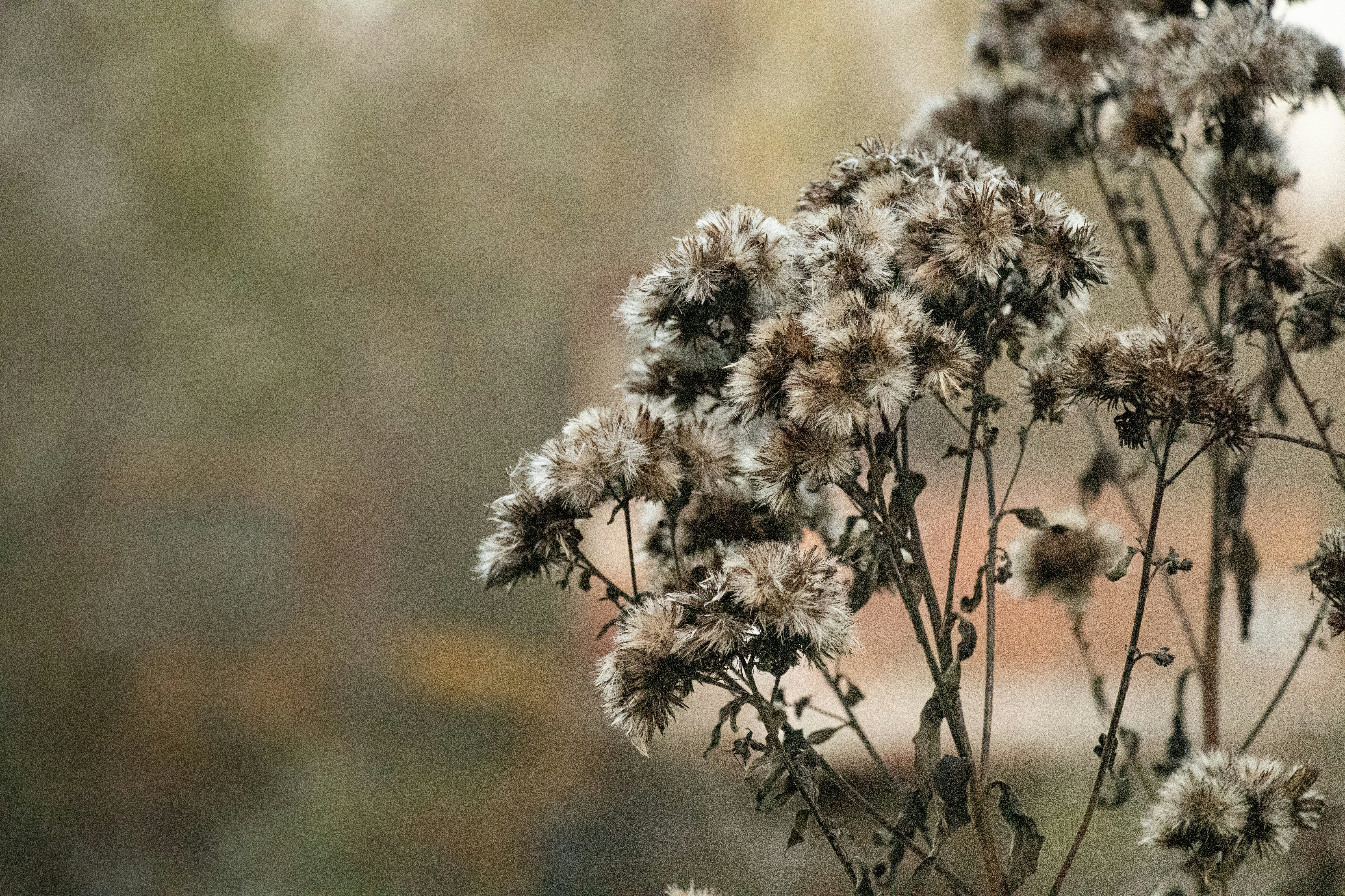 a close up of a plant with a blurry background
