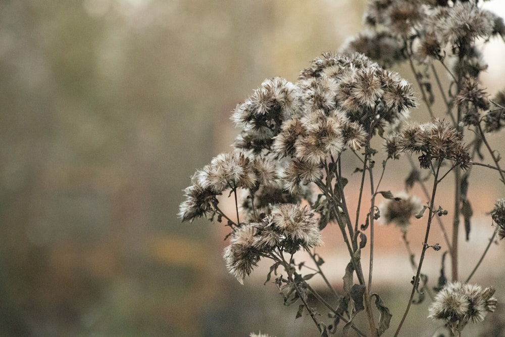 a close up of a plant with a blurry background