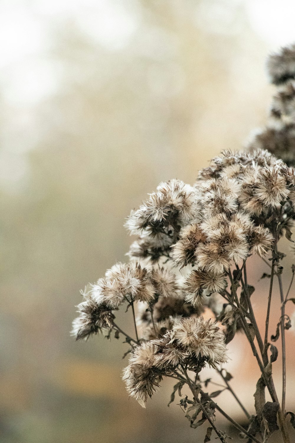 a close up of a plant with lots of flowers