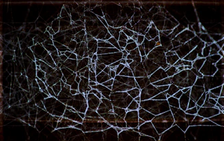 A sleek, minimalistic illustration of interconnected links forming a neat web.