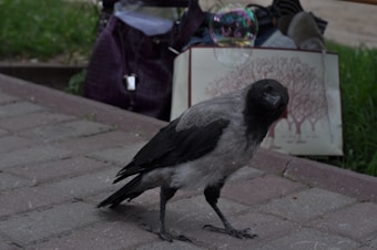 A crow with dark and light feathers stands on a paved path. Behind the bird, a colorful soap bubble floats in the air, near a tree illustration on a notebook or board. Various personal items, including a bag, are scattered in the background on the grass.