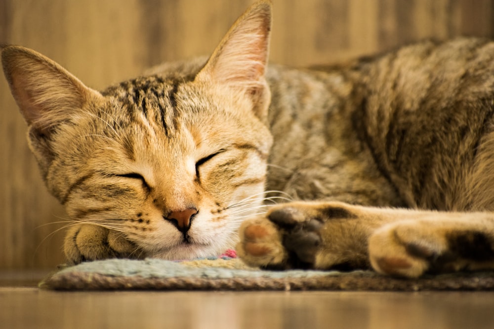 a close up of a cat sleeping on a rug