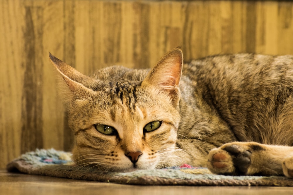 a close up of a cat laying on a rug