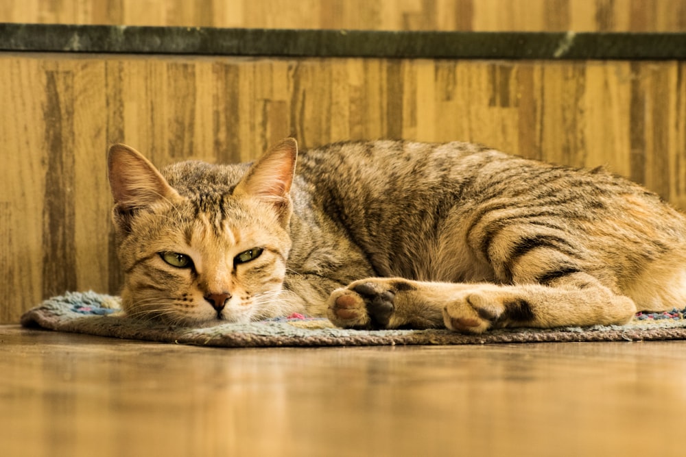 a cat laying on a rug on the floor