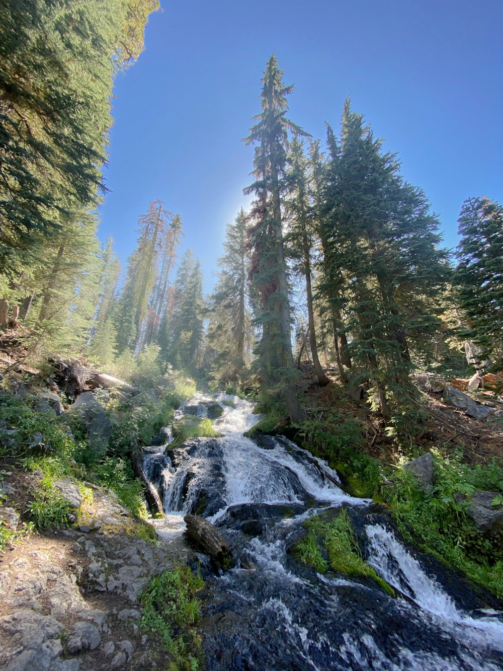 a stream running through a forest filled with trees