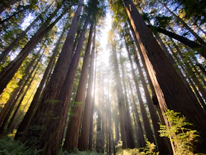 A serene meditation session under tall trees with soft sunlight.