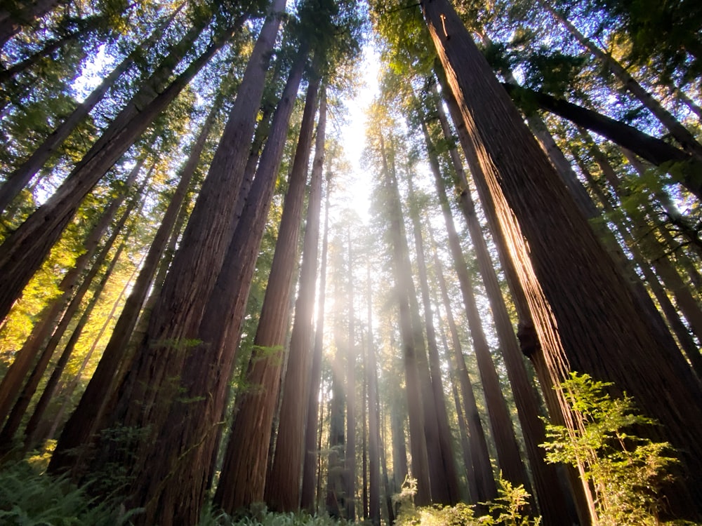 the sun shines through the tall trees in the forest