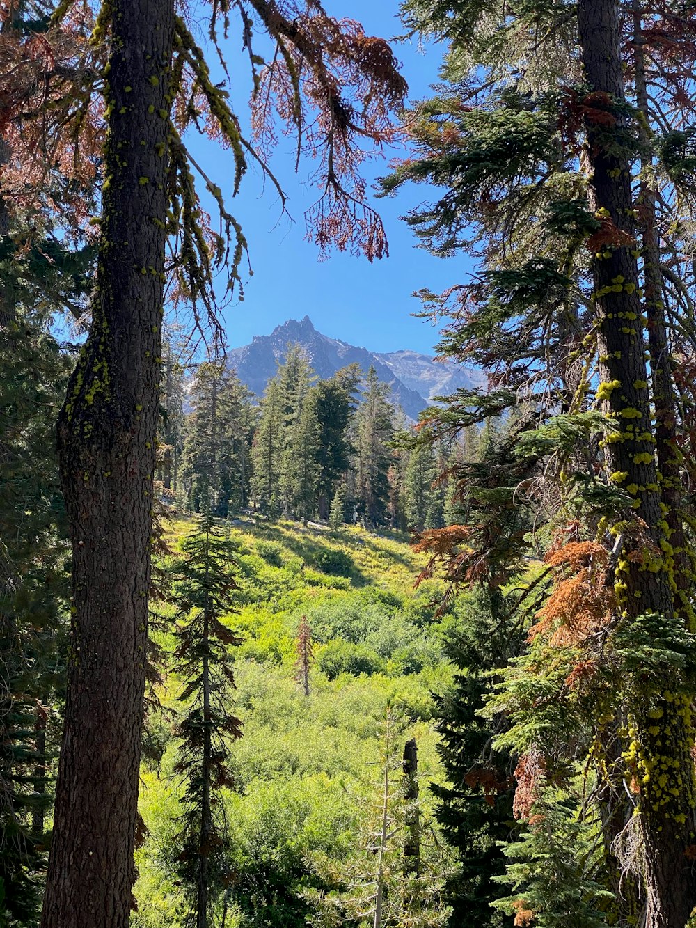 a lush green forest filled with lots of trees