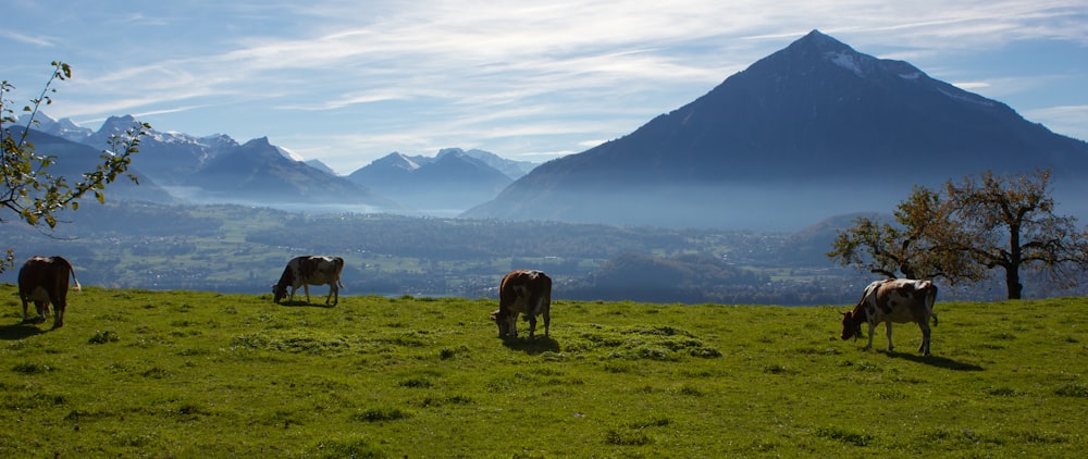 a herd of cattle grazing on a lush green hillside