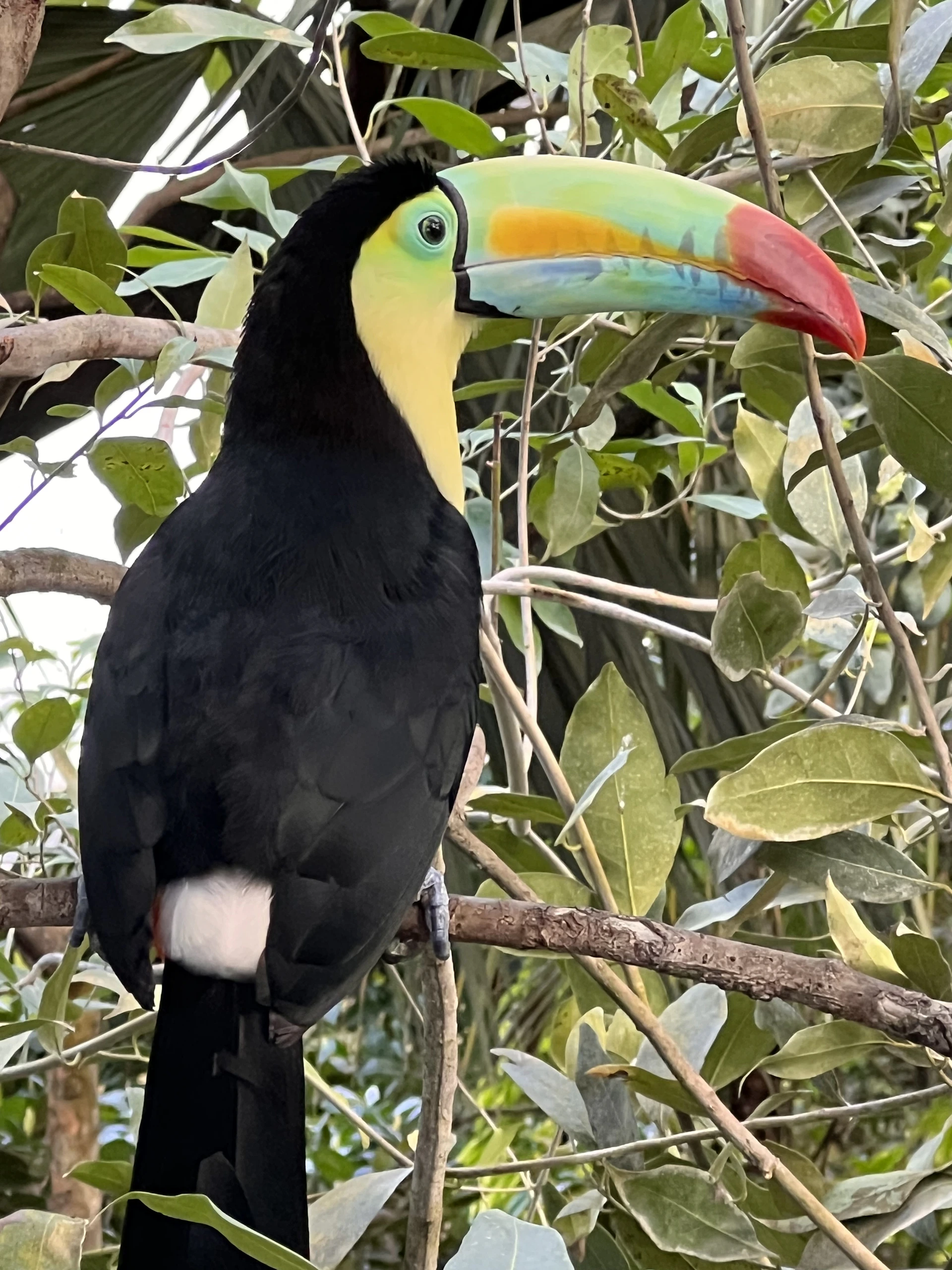 Close-up of a colorful toucan perched on a branch, showcasing the rich wildlife visitors can encounter on our tours.