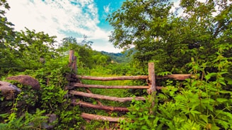 A rustic wooden fence bordering a spacious plot surrounded by tall trees.