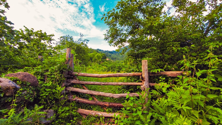 A rustic wooden fence bordering a lush garden under a bright blue sky.