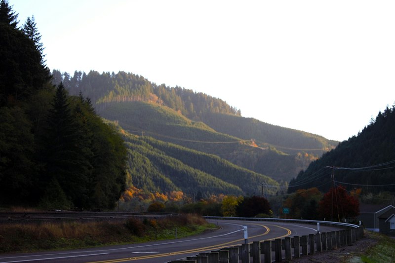 Ponderosa pine forest road in Central Oregon — wildfire safety and defensible space for home builders