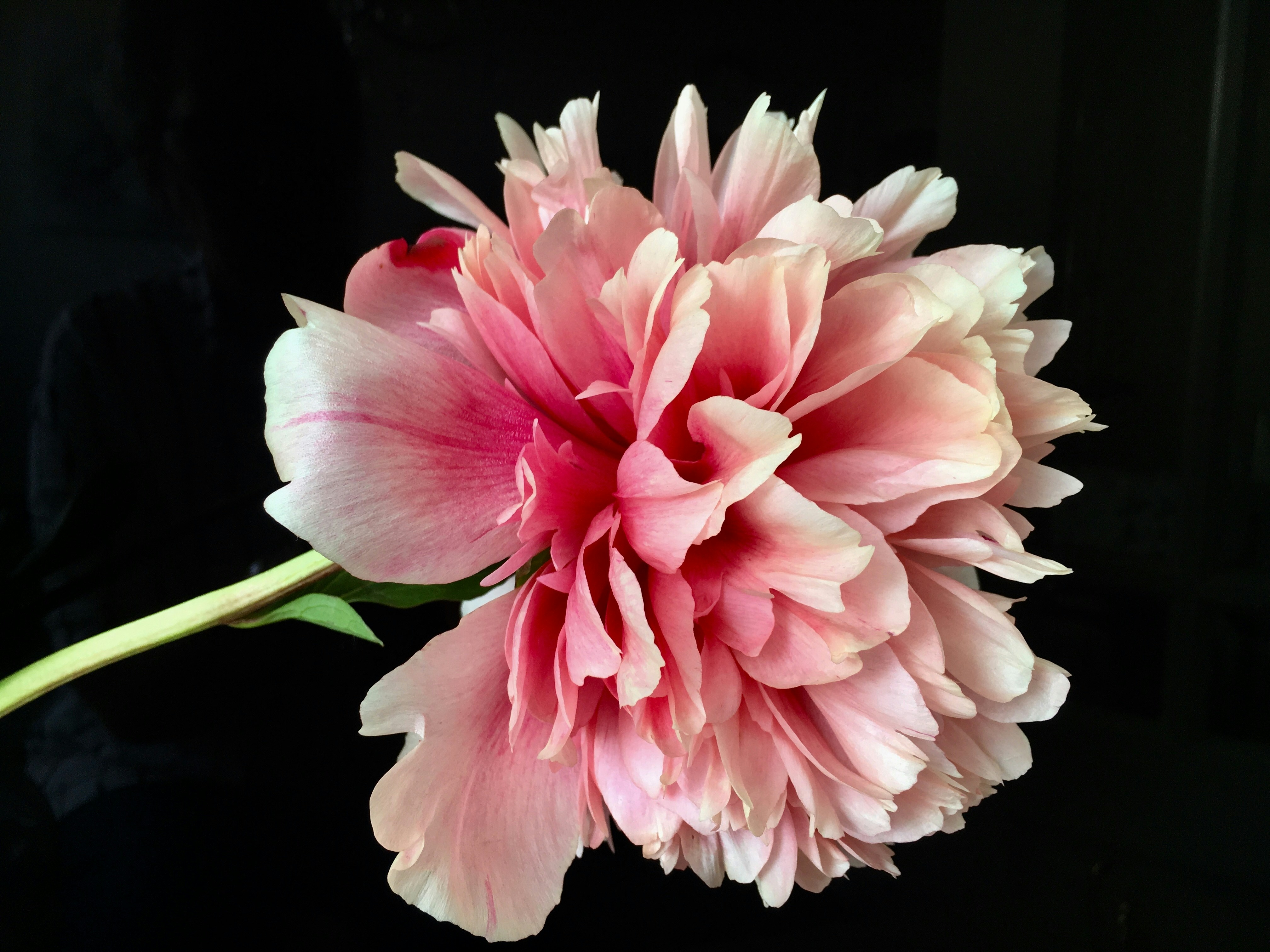 Elegant Peony Scroll