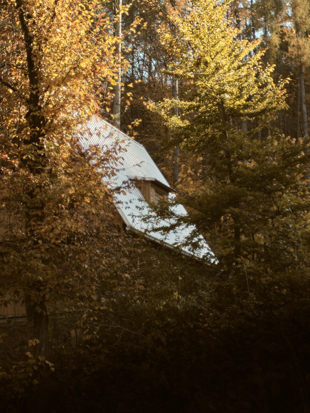 a broken down building in the middle of a forest