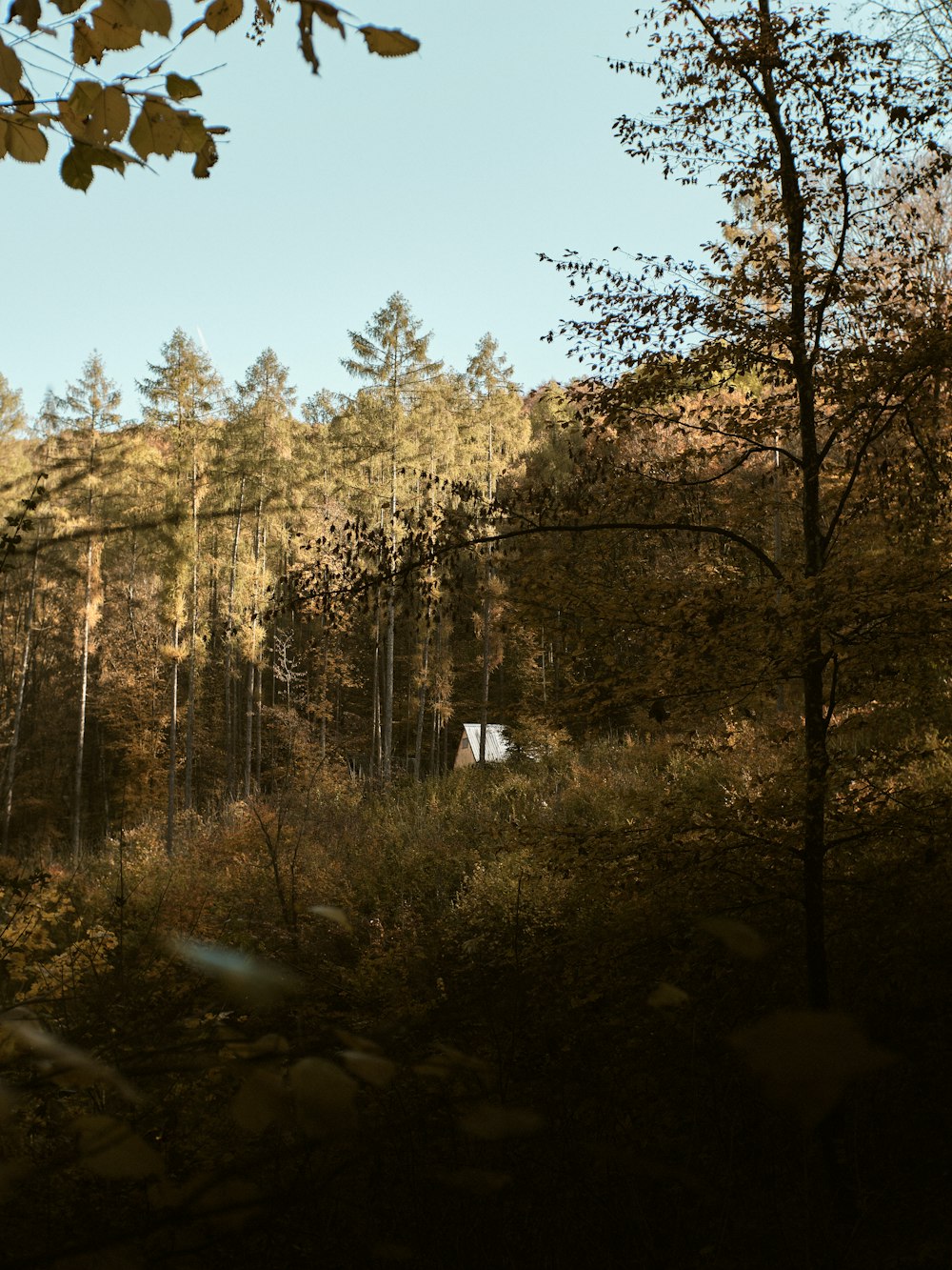 a small cabin in the middle of a forest