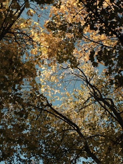 Sunlight filtering through autumn leaves, casting warm golden hues on a forest floor.