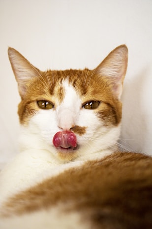 A close-up of a maltipom and an orange cat sharing a treat.