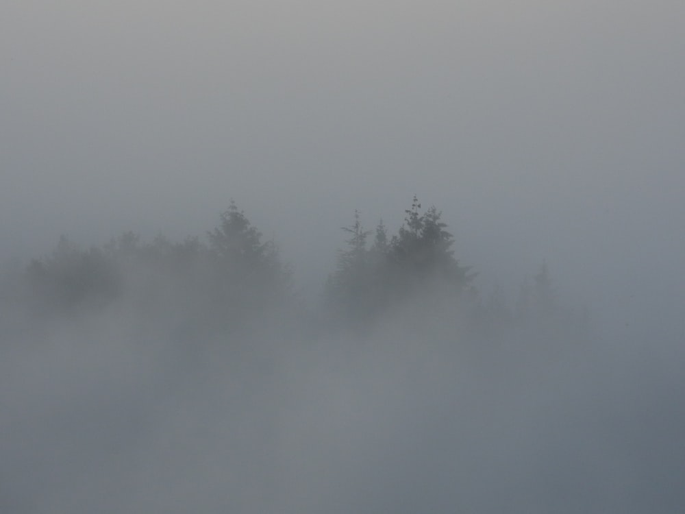 a foggy forest filled with lots of trees