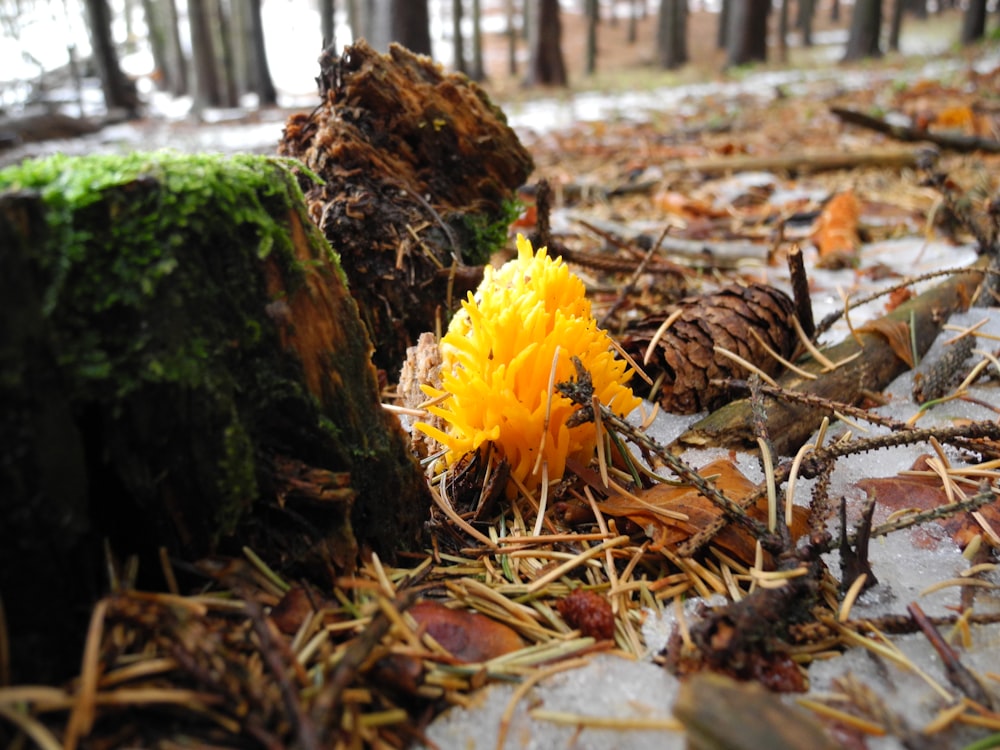 a yellow flower sitting on top of a forest floor