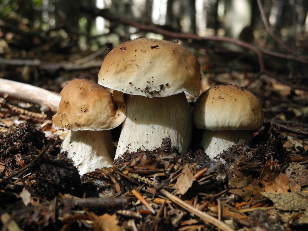 a group of mushrooms sitting on top of a forest floor