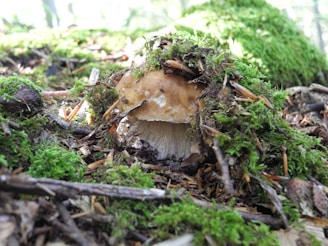 A mushroom is nestled in a forest environment, surrounded by lush green moss and twigs. The mushroom has a brown cap and creamy white gills underneath, blending with the earthy tones of the surrounding nature.