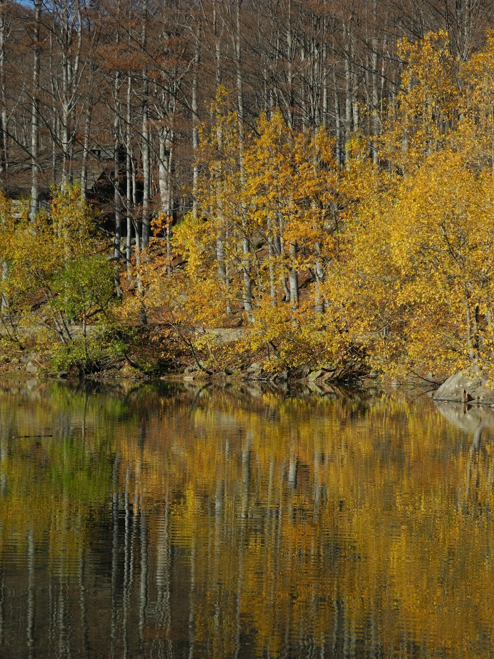 a body of water surrounded by trees with yellow leaves