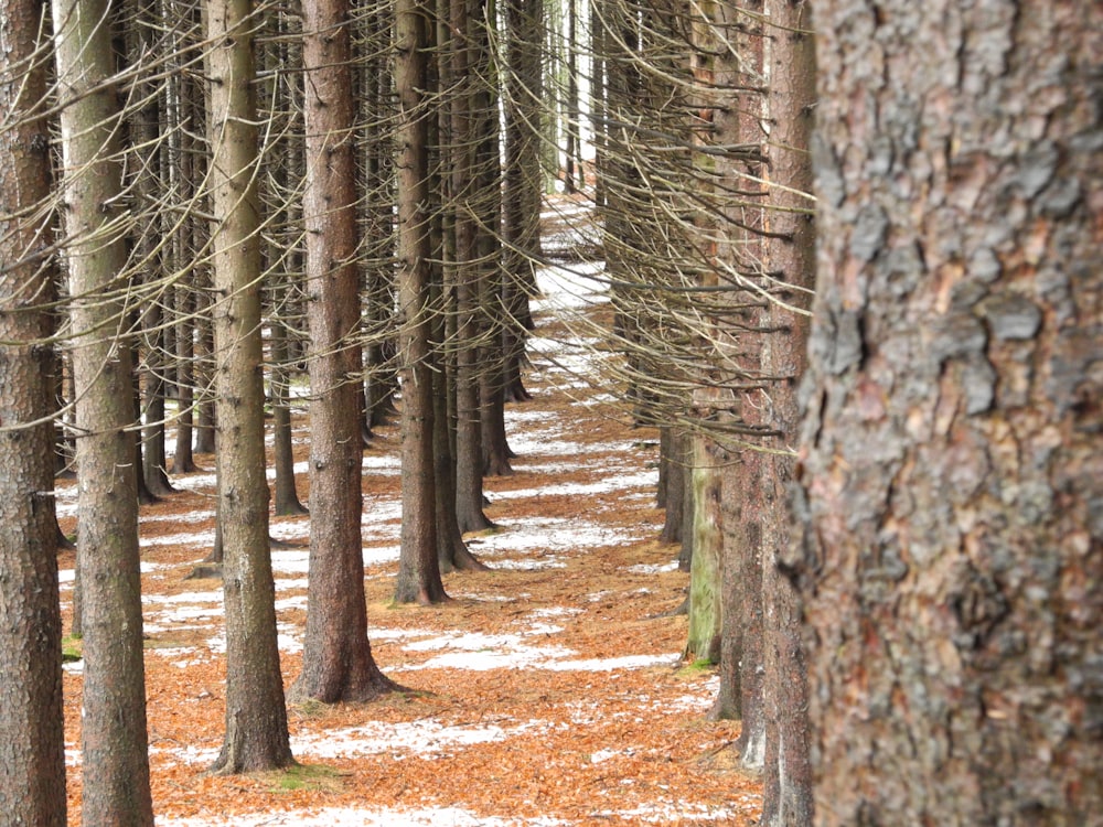 a path in the woods with snow on the ground