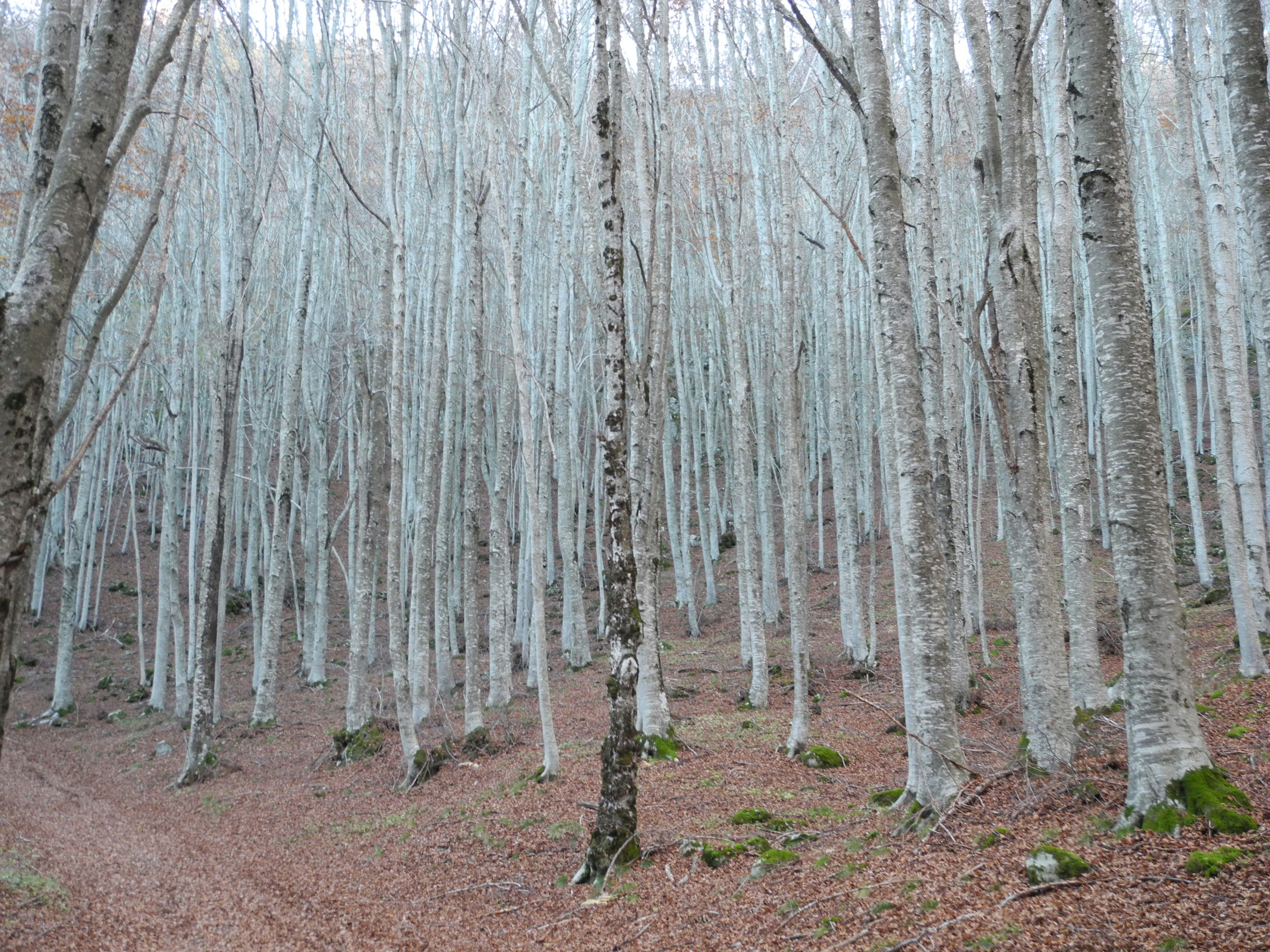 Photo by alessandro_77