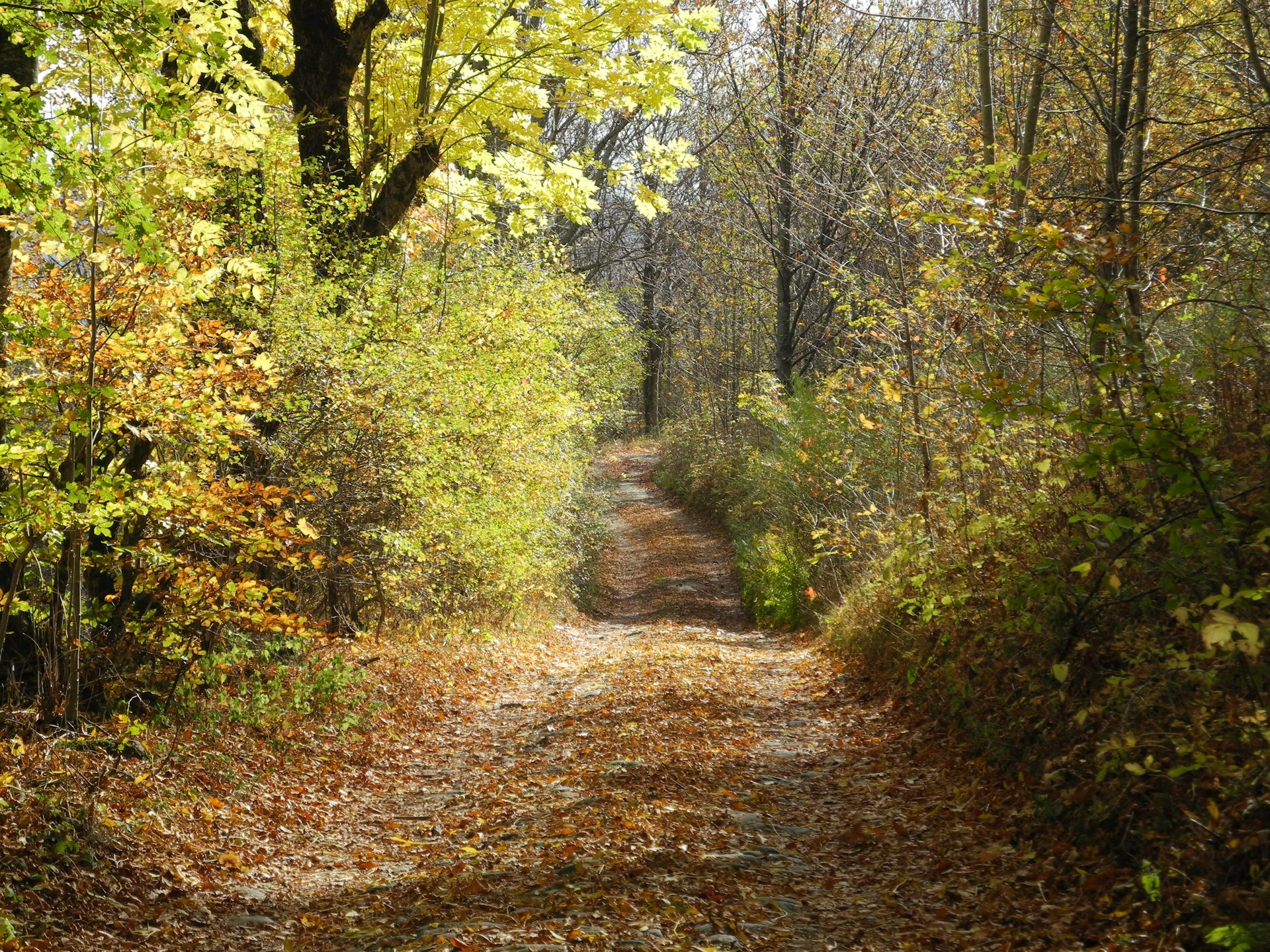 a dirt road surrounded by trees and leaves