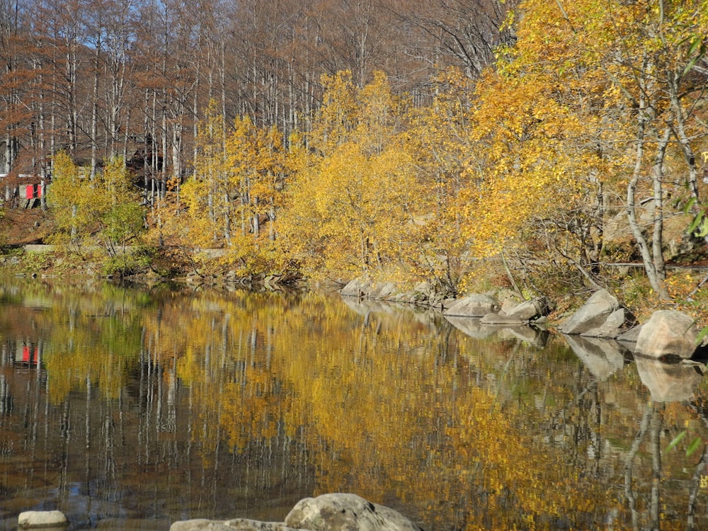 a body of water surrounded by trees and rocks