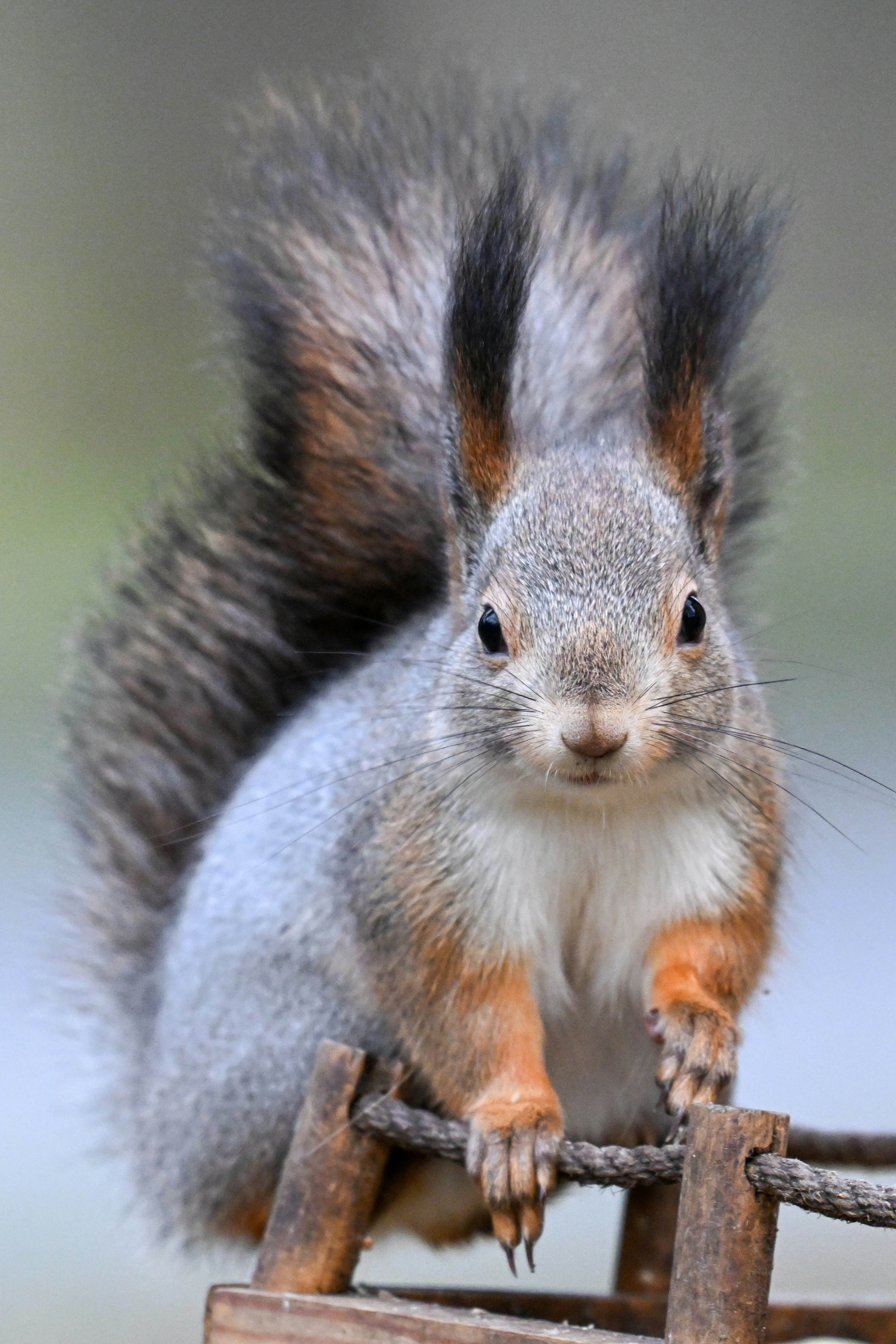 Photo by andreystrizhkov