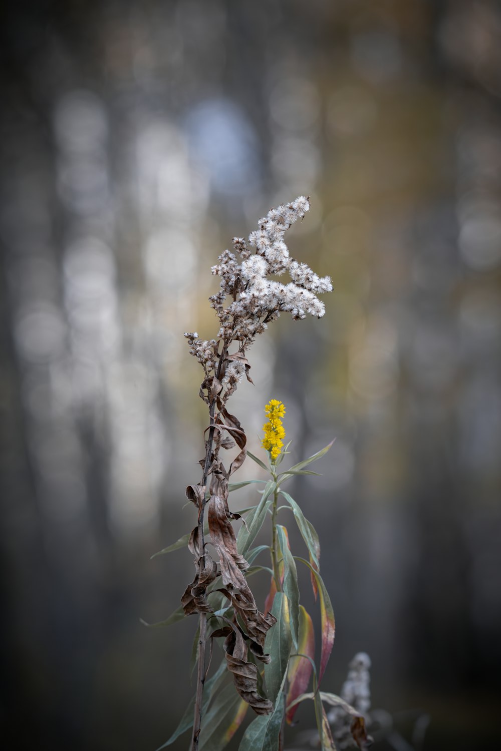 a small yellow flower in the middle of a forest