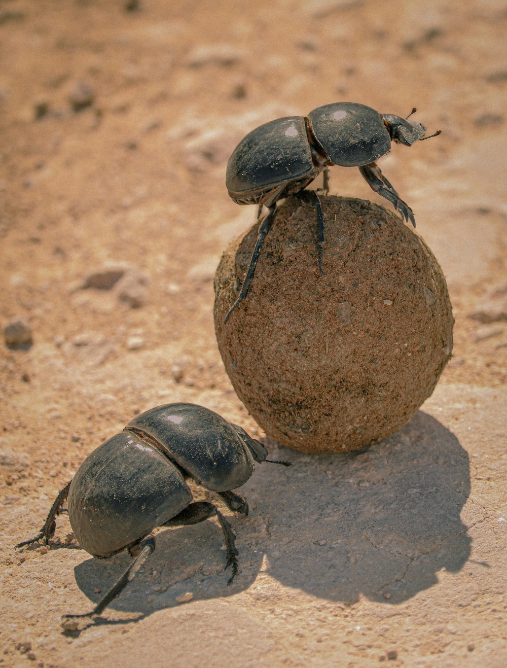 a couple of bugs sitting on top of a rock