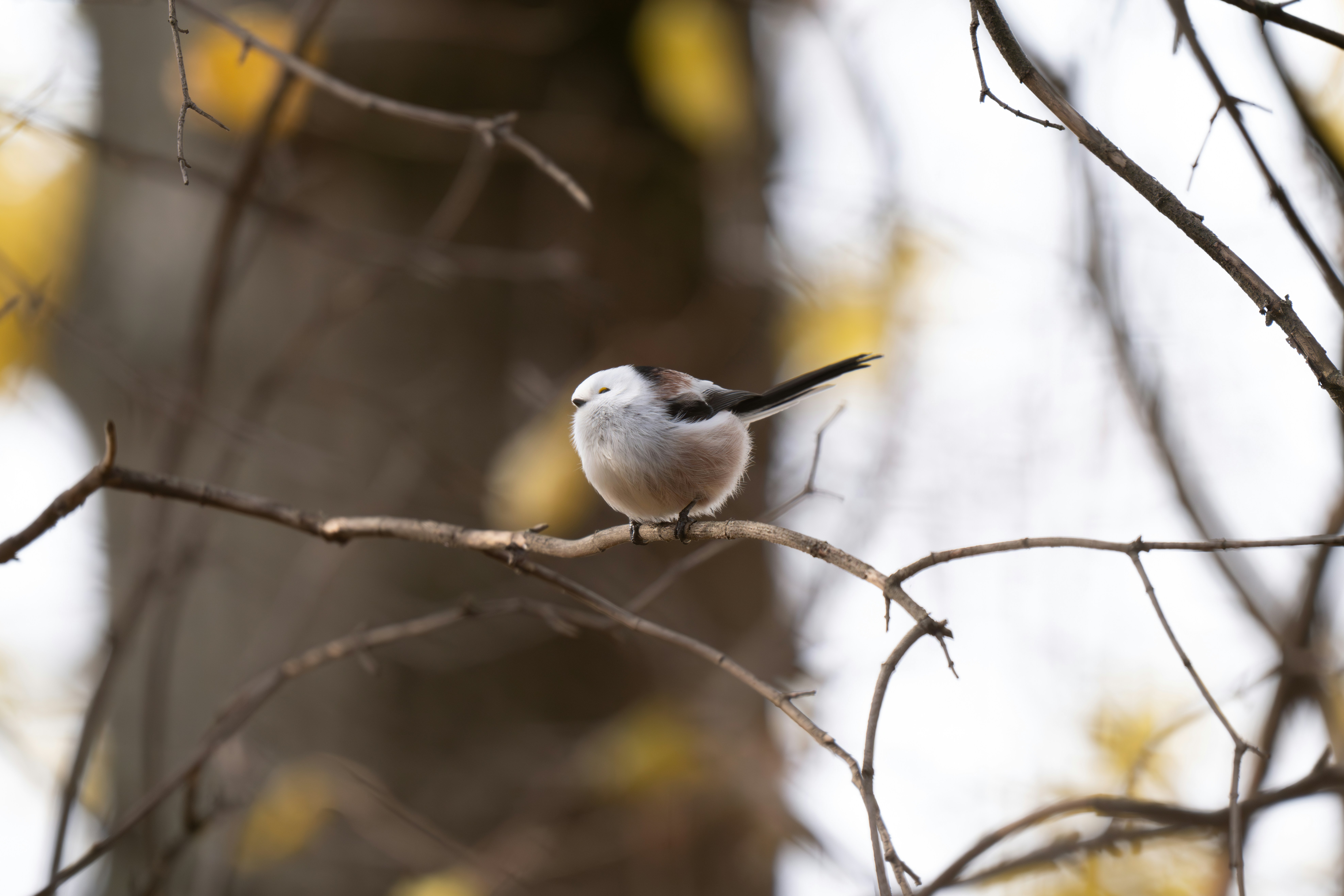 Photo by andreystrizhkov