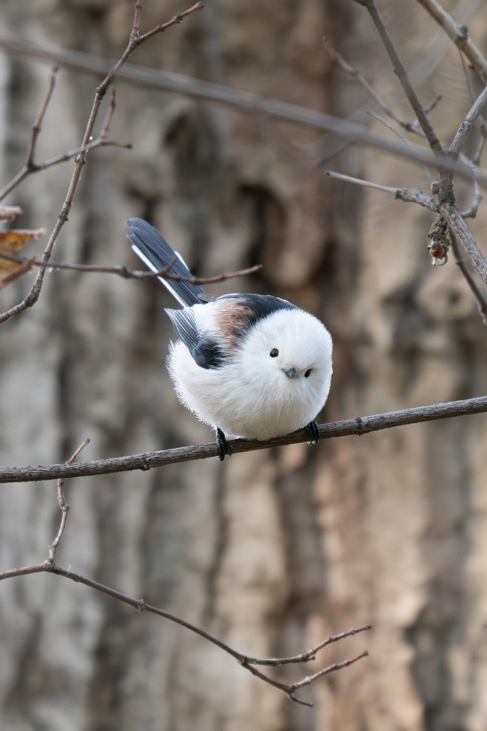 a white and black bird sitting on top of a tree branch