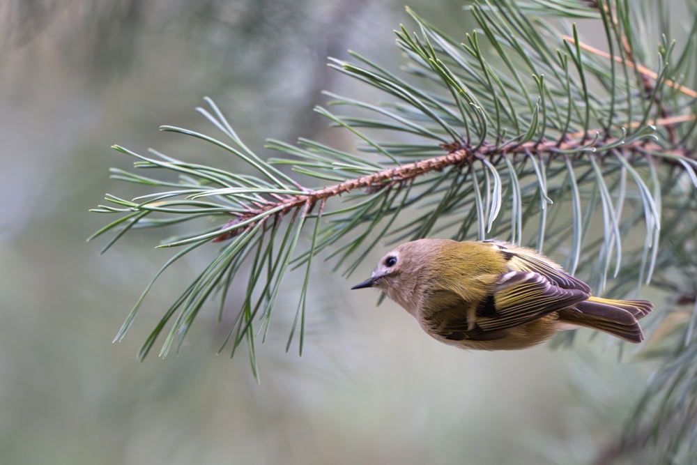 un oiseau perché sur une branche d’un pin