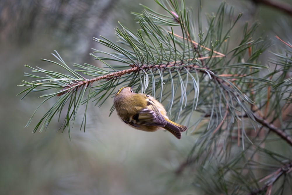 a small bird perched on a branch of a pine tree