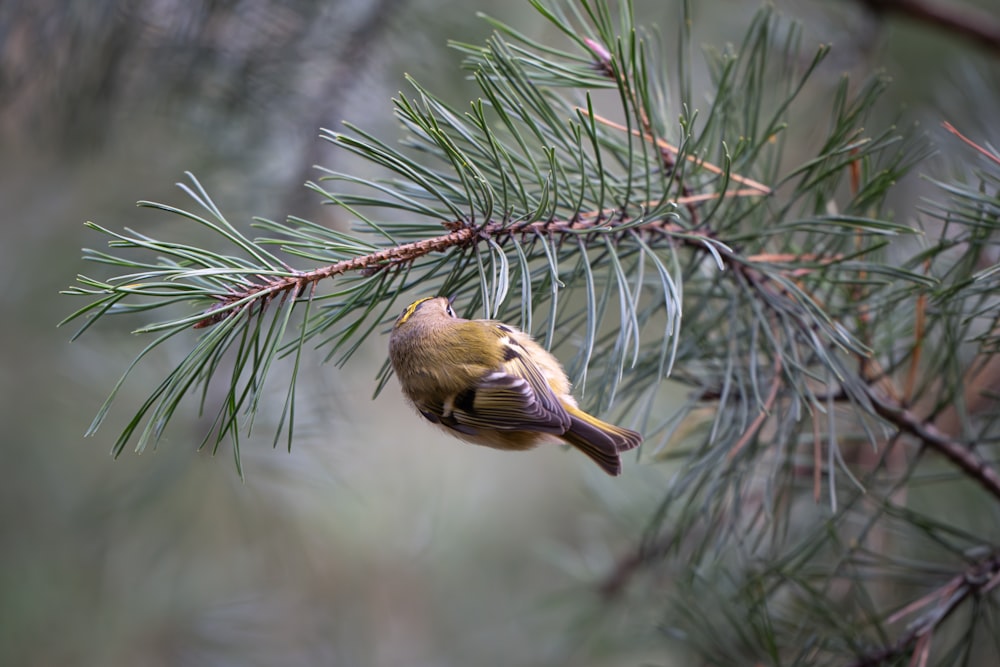 un petit oiseau perché sur une branche d’un pin