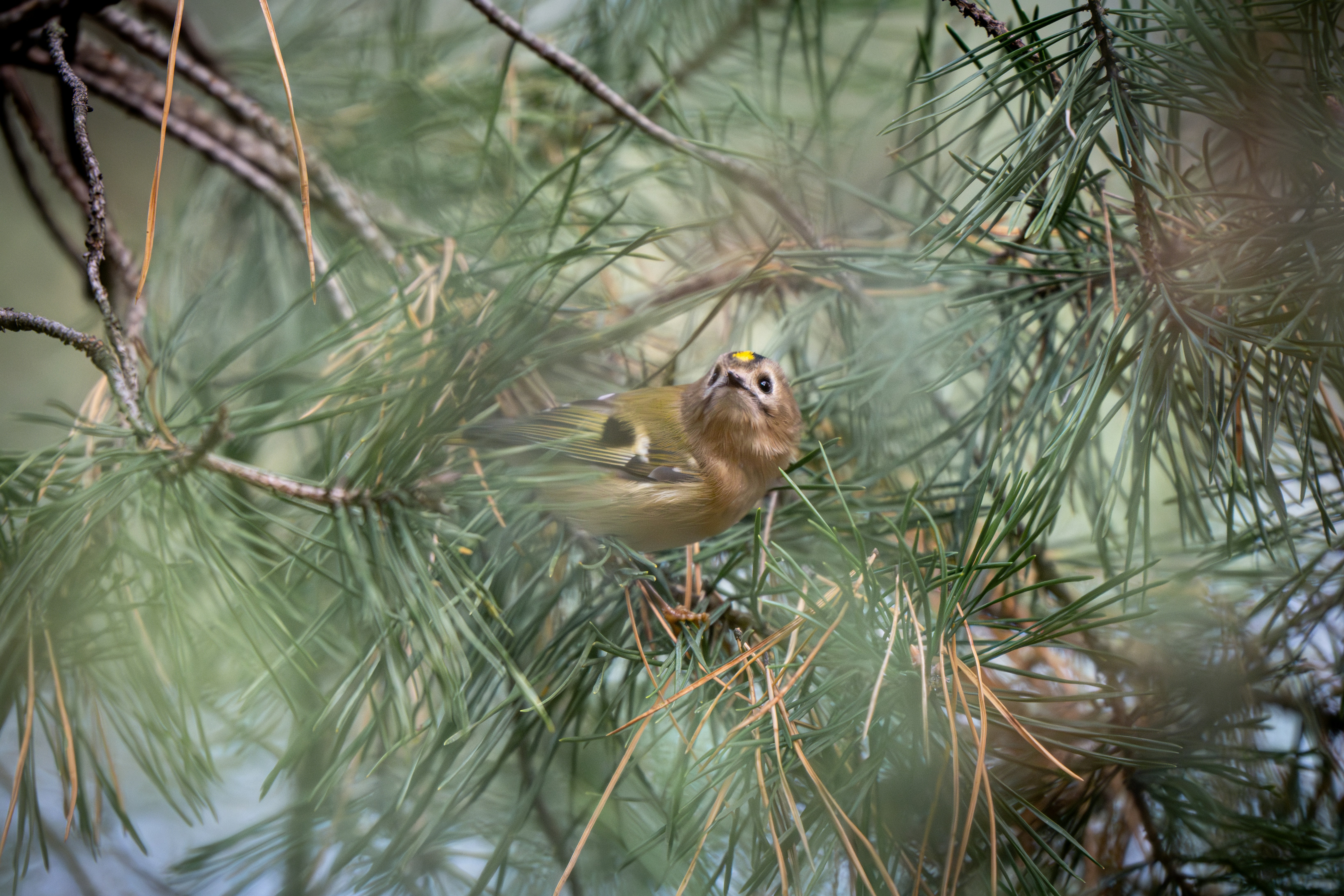 a bird perched on a branch of a pine tree