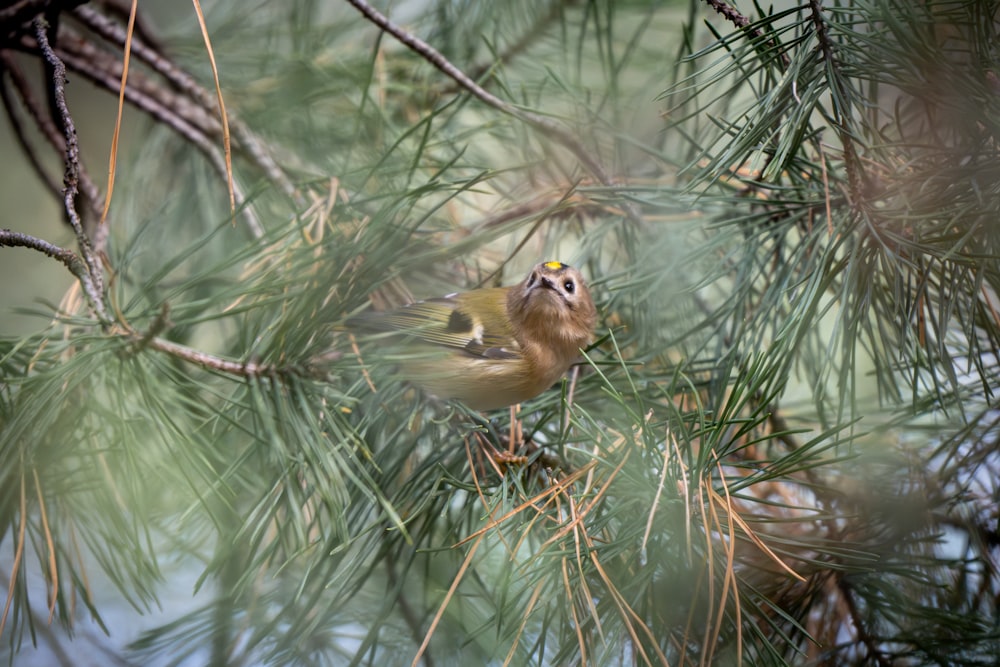 un oiseau perché sur une branche d’un pin