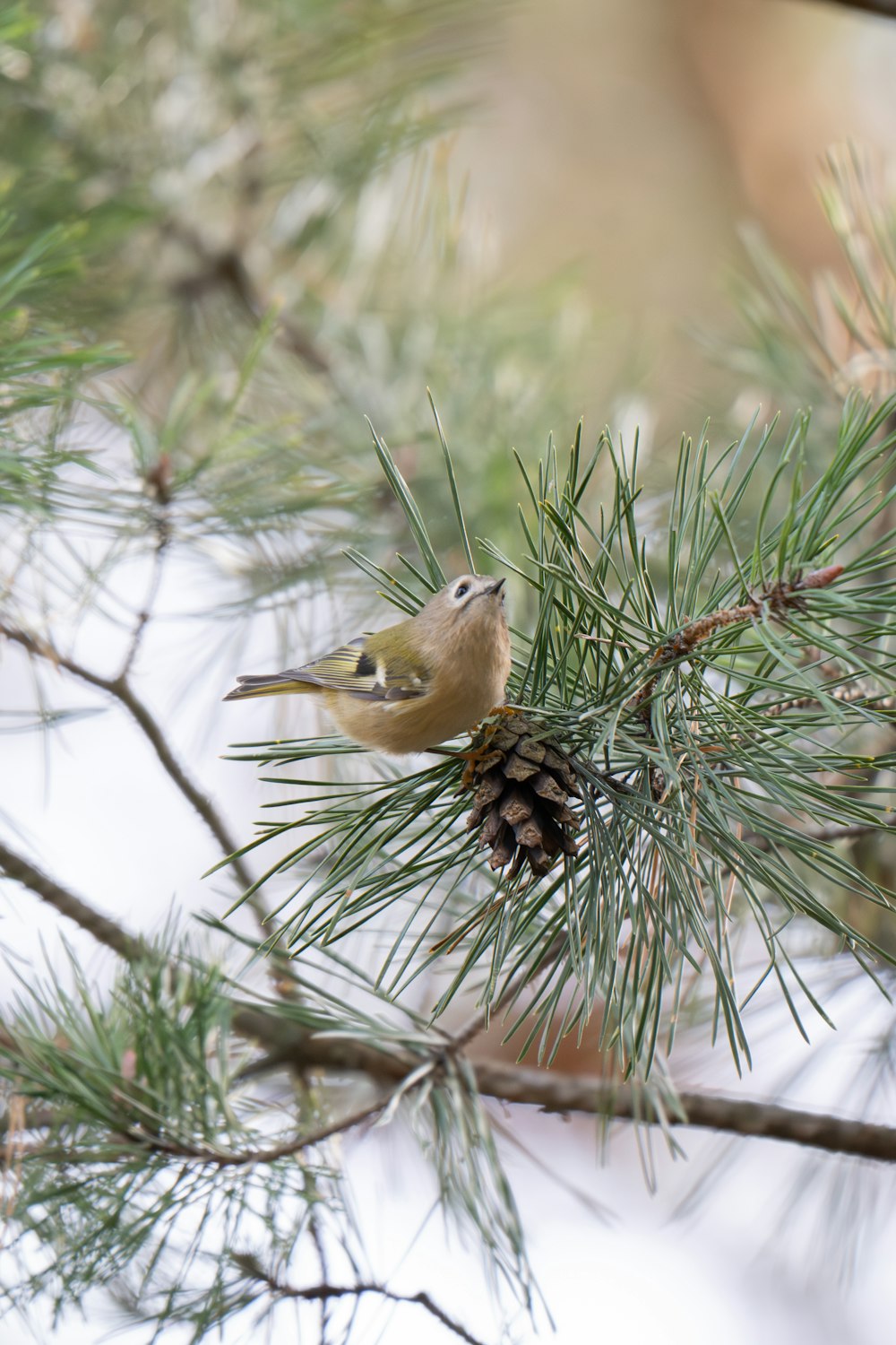 a small bird perched on top of a pine tree