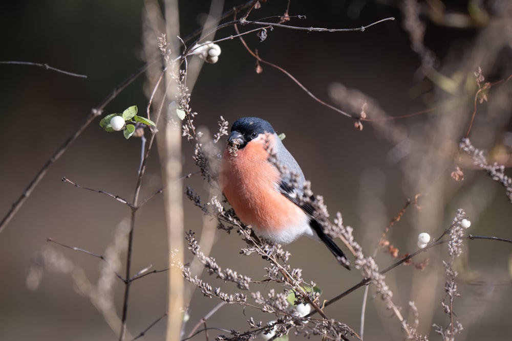 a small bird perched on top of a tree branch