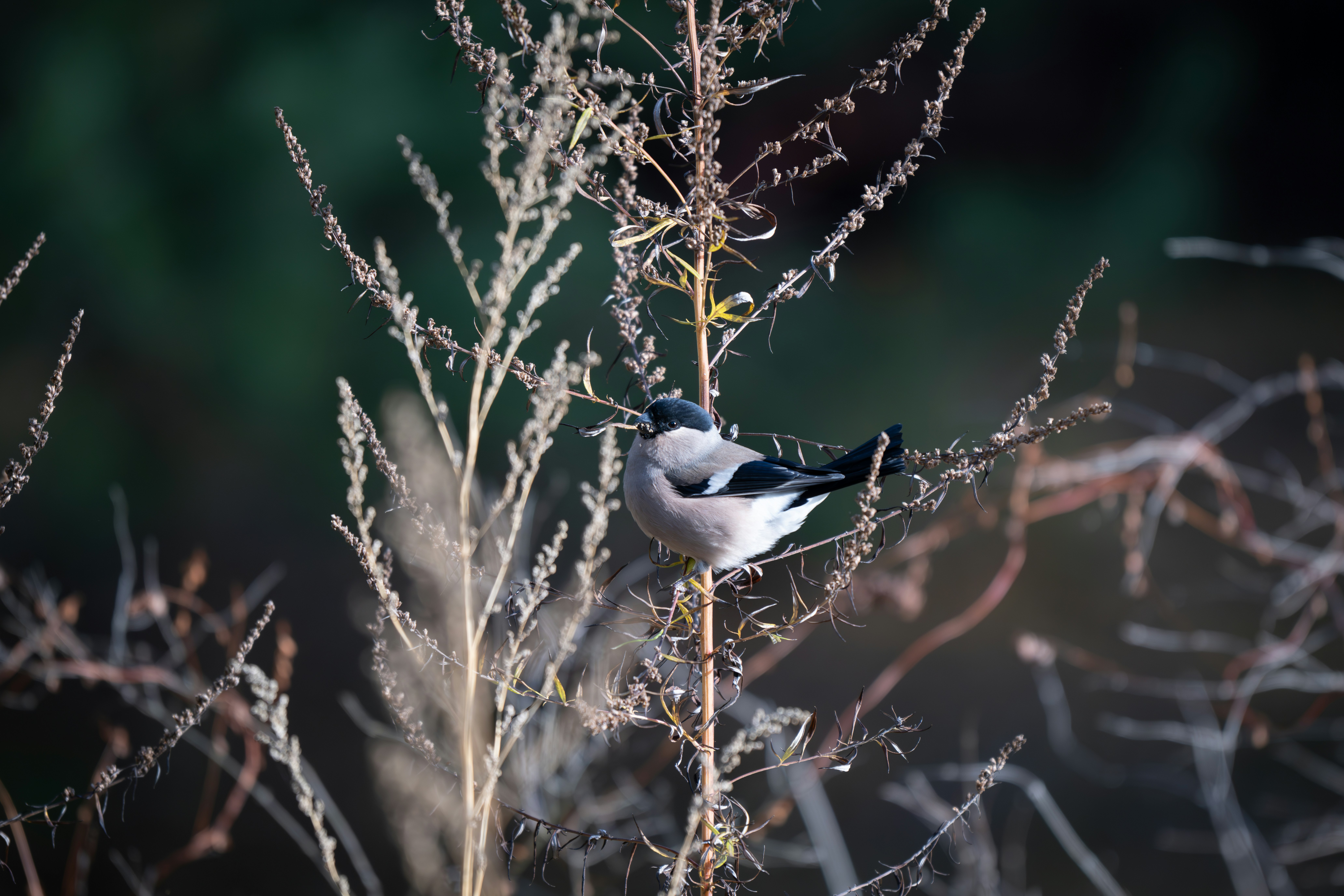 Photo by andreystrizhkov