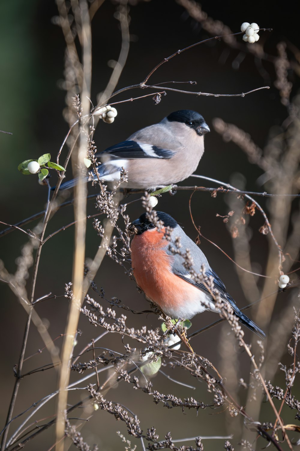 a couple of birds sitting on top of a tree branch