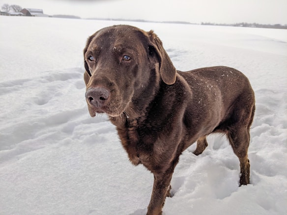 A chocolate Labrador Retriever stands in a vast field of snow, gazing forward. Its fur is speckled with snowflakes, and the landscape is expansive and serene. In the background, there is a hint of a building, partially covered in snow, with a few scattered trees lining the horizon.