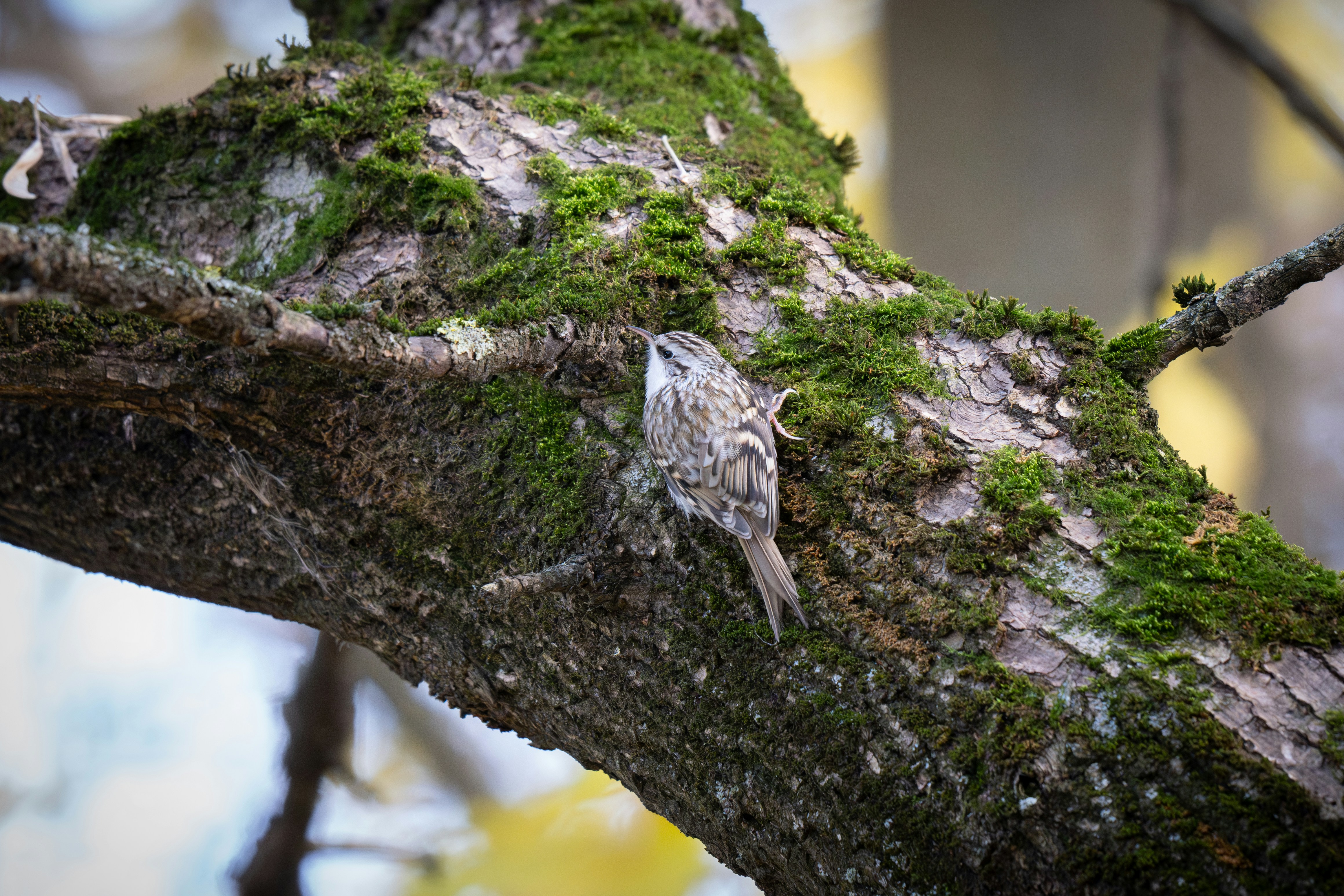 Photo by andreystrizhkov